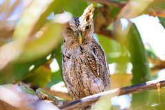 Pacific screech owl 太平洋角鴞(CR50)
