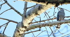 Barred Forest-falcon 斑林隼(CR72)