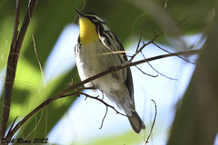 Yellow-throated Warbler FL 22
