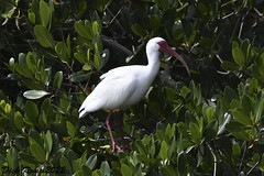 White Ibis FL 22