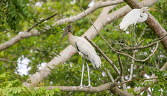 Wood Stork 林鸛(CR63)