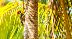 Lineated Woodpecker 細紋黑啄木鳥(CR67)