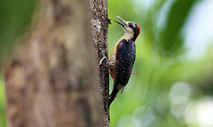 Black-cheeked Woodpecker 黑頰啄木(CR65)