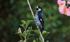 Acorn Woodpecker 橡樹啄木鳥(CR64)