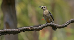 Hoffman's Woodpecker 霍氏啄木鳥(CR66)