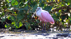 Spoonbill Roseate 粉紅琵鷺(CR70)