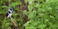 Green Kingfisher 綠翠鳥(CR81)