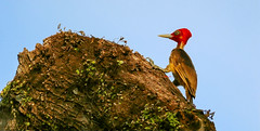 Pale-billed Woodpecker 蒼白嘴啄木鳥(CR68)