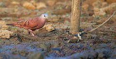 Dove Ruddy Ground 紅地鳩(CR76)