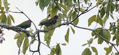 White-crowned Parrot 白冠鸚鵡(CR97)