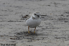 Piping Plover FL 22