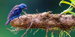 Blue Dacnis or Turquoise Honeycreeper 藍錐嘴雀(CR109)