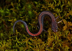 Southern Red-Back Salamander (Plethodon serratus)