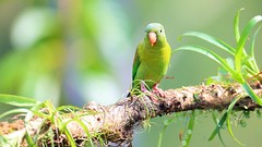 Orange-chinned parakeet 橙頰鸚鵡(CR92)