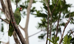 Crimson Parakeet 緋紅鸚鵡(CR93)