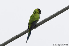 Nanday Parakeet FL 22