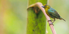Olive-backed Euphonia 綠背歌雀(CR113)