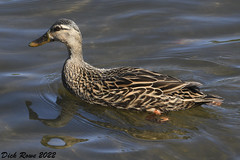 Mottled Duck FL 22
