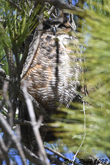Great Horned Owl FL 22