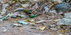 Orange-billed Sparrow 橙嘴雀(CR114)