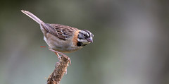 Rufous-collared Sparrow 紅領帶鵐(CR115)