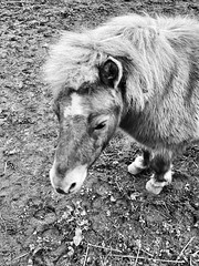 Mary a wee horse near Skidby East Yorkshire in Monochrome
