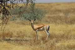 Gazelles and Springbok