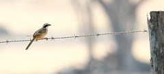Stripe-headed Sparrow 紋頭鵐(CR117)