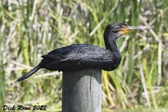 Double-crested Cormorant FL 22