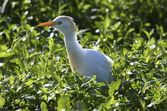 Cattle Egret FL 22