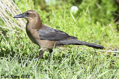 Boat-tailed Grackle FL 22