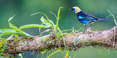 Golden-hooded Tanager 金頭唐加納雀(CR125)