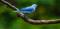 Blue-gray Tanager 灰藍唐加納雀(CR122)