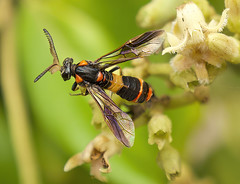 Hymenoptera - Sawflies