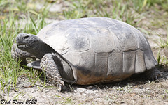 Gopher Tortoise FL 22