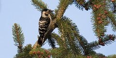 Lesser Spotted Woodpecker - Pic épeichette - Dryobates minor
