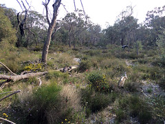 Casuarina/Banksia Nature Reserve - Jandakot Regional Reserve