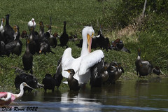 American White Pelican FL 22