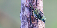 Palm  Tanager 棕櫚裸鼻唐加納雀 (CR132)