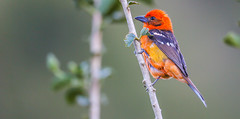 Flame-colored Tanager 火領麗唐納雀 (CR133)