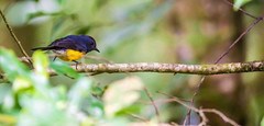 Blue- and-gold Tanager  藍黃唐納雀(CR135)