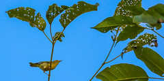 American Yellow Warbler 美洲黃林鶯 (CR139)