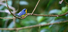 Tropical parula 熱帶森鶯(CR138)