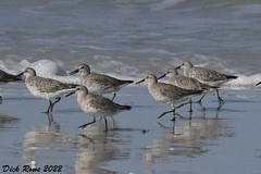 Red Knot Fl 22