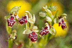 Orchideen Zypern