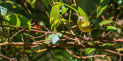 Yellow-winged Vireo 黃翅鶯雀(CR160)