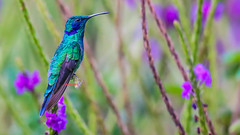 Green Violet-ear Hummingbird 綠紫耳蜂鳥 (CR171) 
