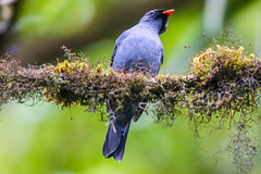 Black-faced Solitaire 黑臉孤鶇 CR151