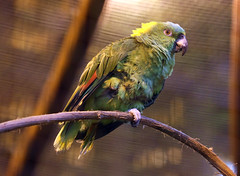 Amazon Yellow-necked Parrot 黃頸亞馬遜鸚鵡(CR167)