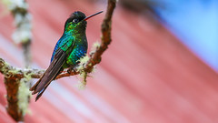 Fiery-throated Hummingbird 火喉蜂鳥 (CR169)